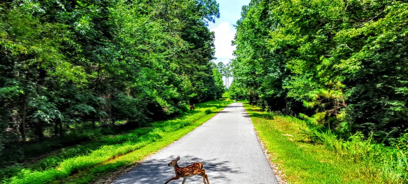 Raleigh, NC: Bucolic biking on the Neuse River Greenway&nbsp;Trail
