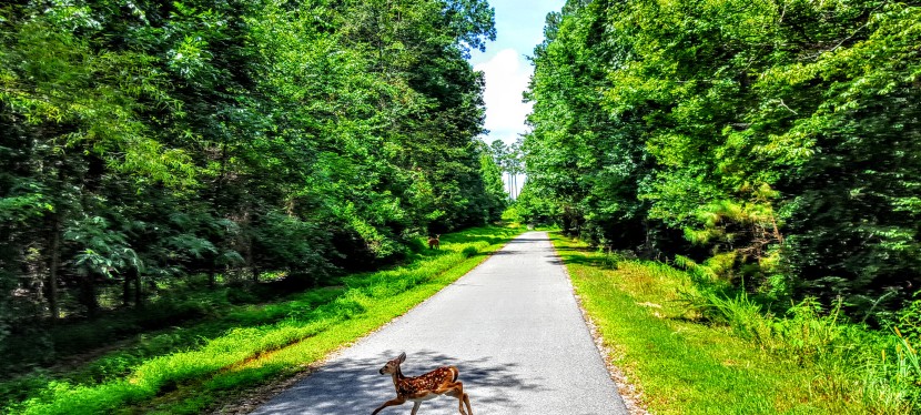 Raleigh, NC: Bucolic biking on the Neuse River Greenway Trail