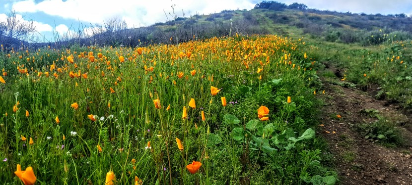 Footloose and Fancy Free: Off Trail in Fallbrook,&nbsp;CA