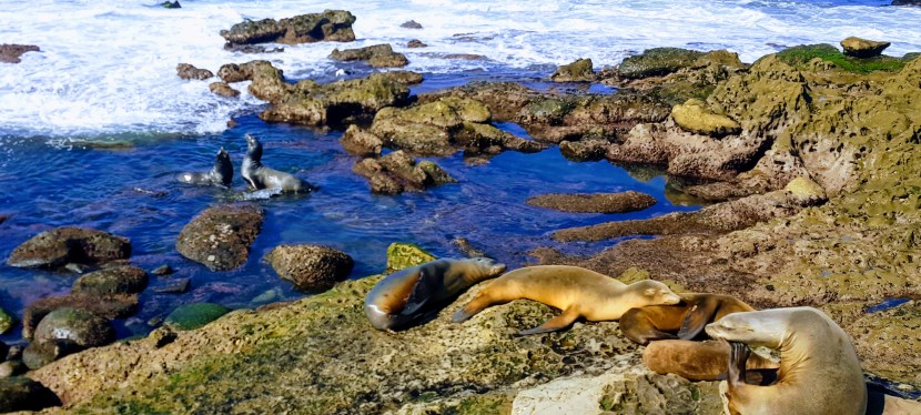 Seals, Sea Lions and Sea Caves, La Jolla,&nbsp;CA