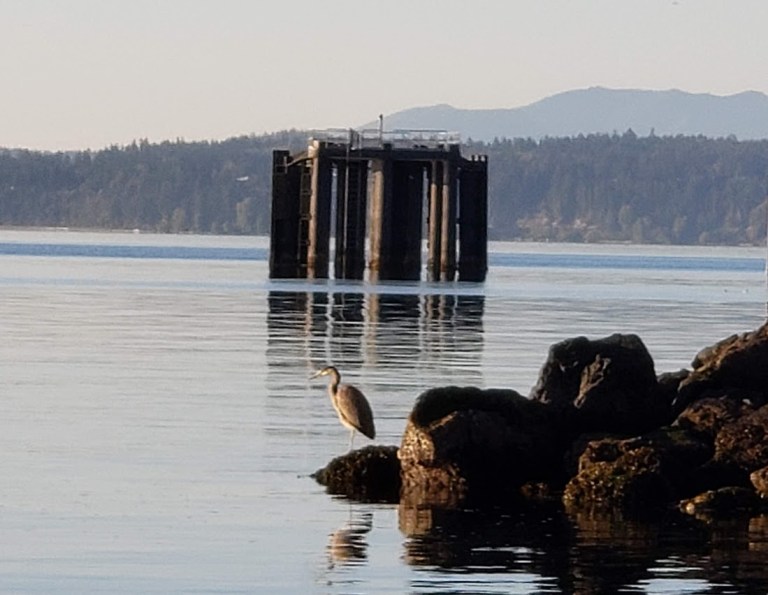 Port Townsend Heron.jpg