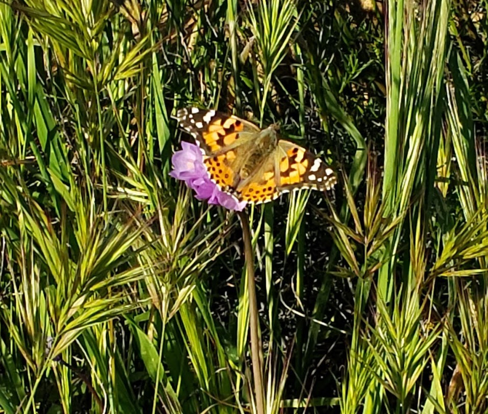 painted lady