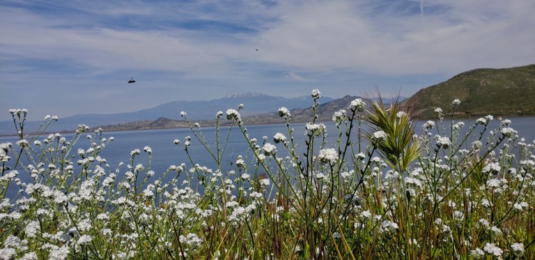 birds and the bees dvl