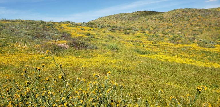 mellow yellow bloom dvl