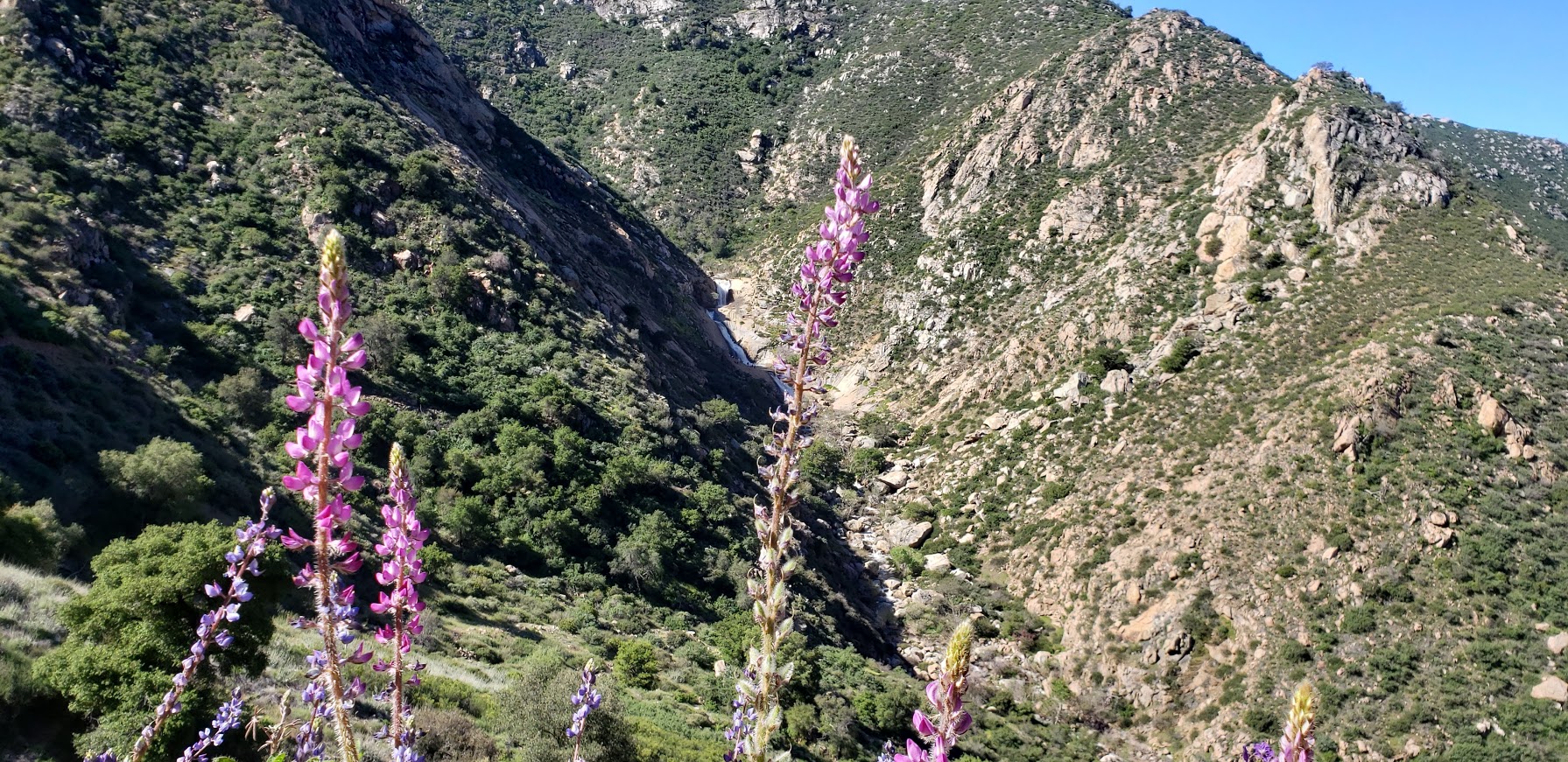best wildflower filter 3 sisters