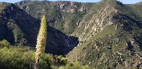 Cactus bloom 3 sisters