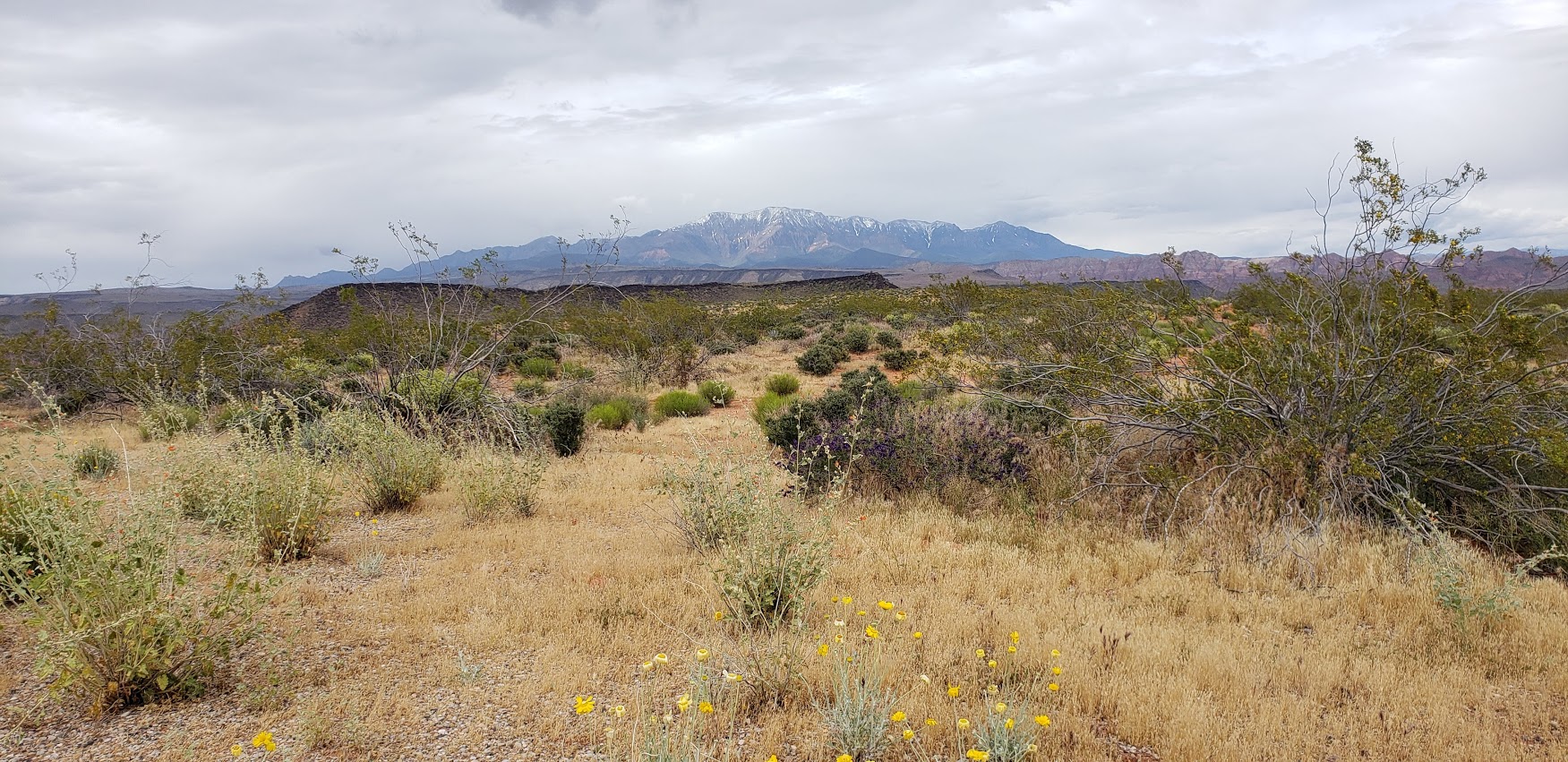 mtn vistas red cliffs