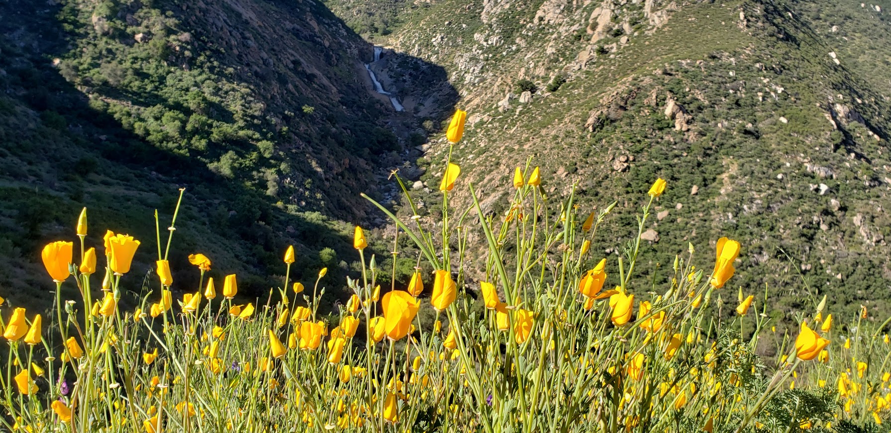 poppy filter 3 sisters