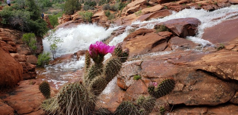 Best cactus bloom and gunlock