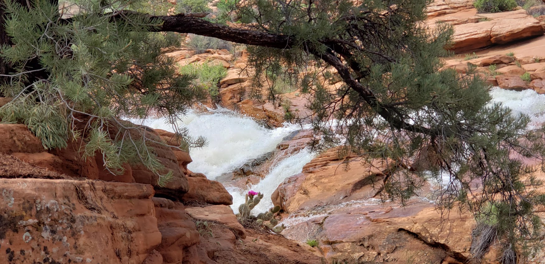 cactus bloom framed gunlock falls