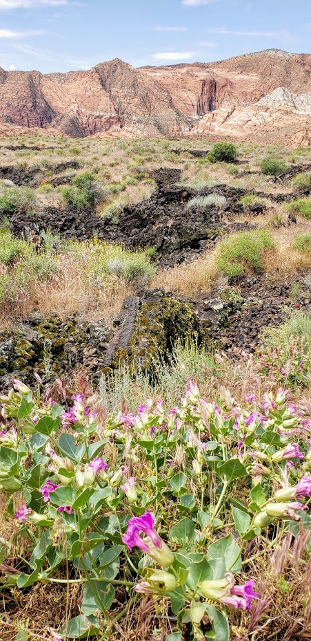 wildflowers black lava red cliffs Snow Canyon