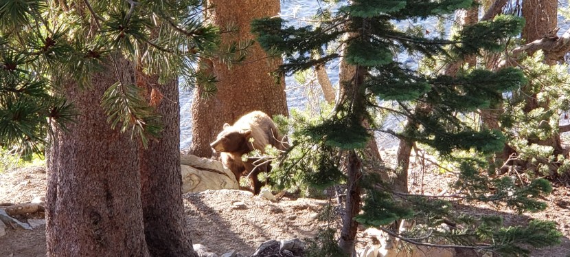 2 Short Hikes, 1 Bear Encounter, Mammoth Lakes,&nbsp;CA
