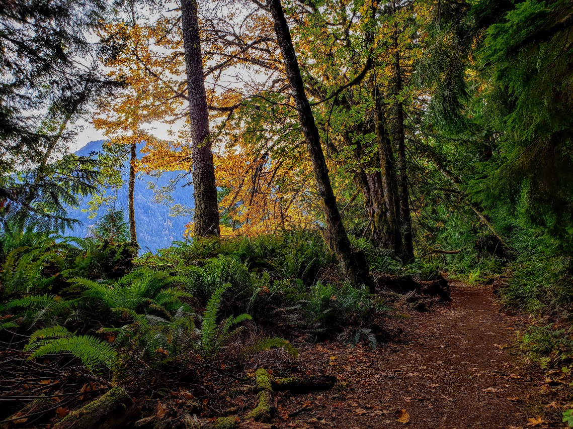 Views from the Spruce Railroad Trail, Lake Crescent